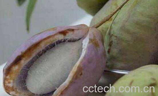 八月扎的功效与作用 八月扎的营养价值-0