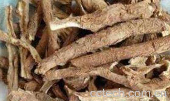  棕板的功效与作用及药用价值-1