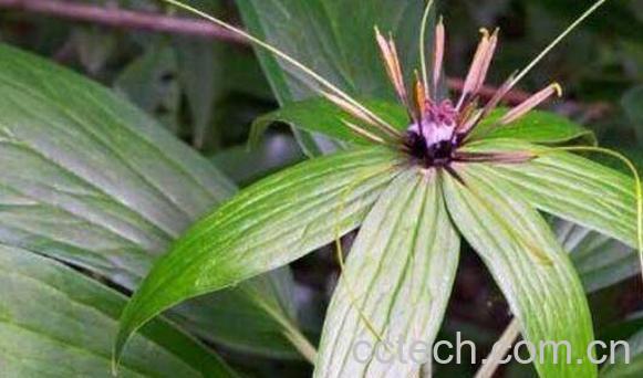 七叶一枝花的功效与作用及药用价值-0