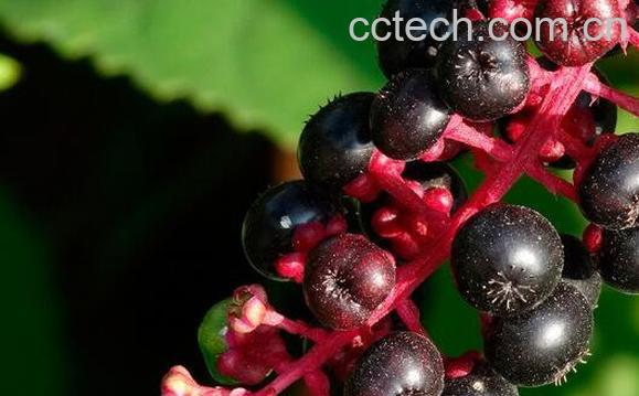 商陆的功效与作用 商陆果实能吃吗-1