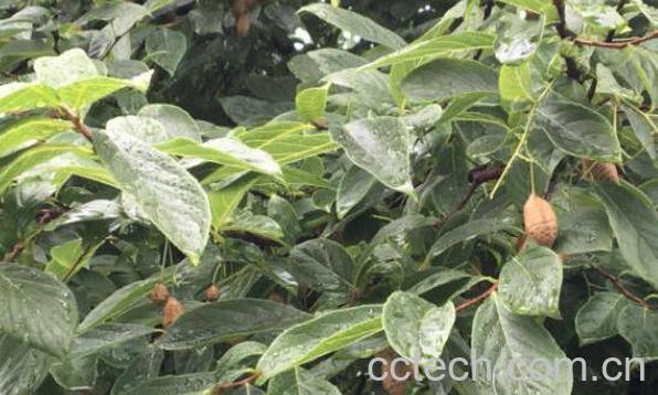 紫弹树的功效与作用及药用价值-0