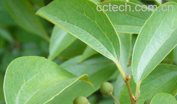 紫弹树的功效与作用及药用价值-1