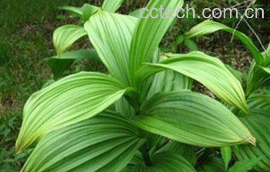 藜芦的功效与作用及禁忌-1