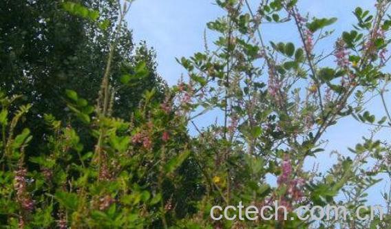 野皂角的功效与作用-1