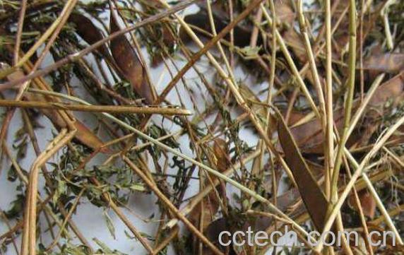 野皂角的功效与作用-0