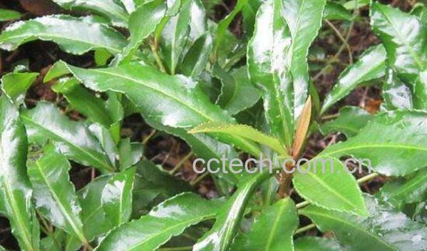 小罗伞的功效与作用-0