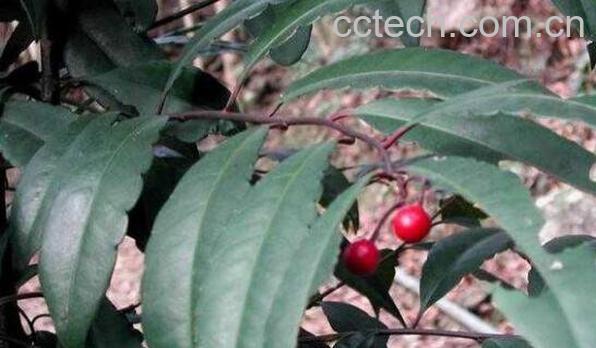 小罗伞的功效与作用-1