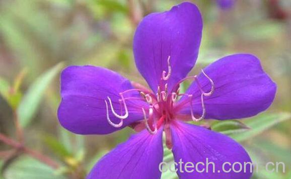 朝天罐的功效与作用及常用见用法-1