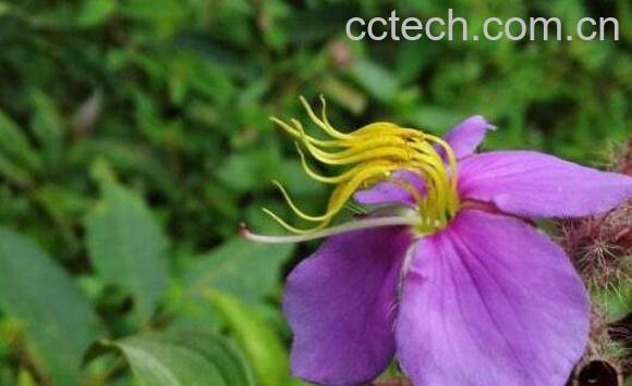 朝天罐的功效与作用及常用见用法-0