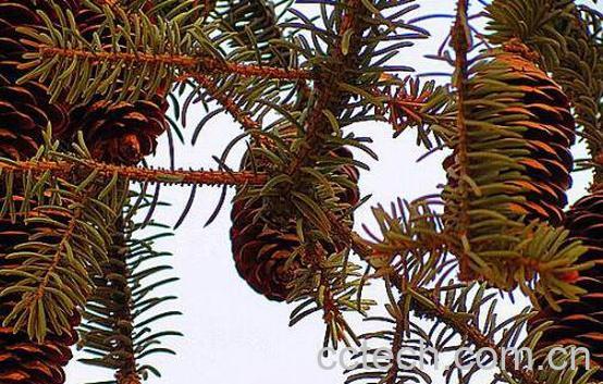 松塔的功效与作用-0