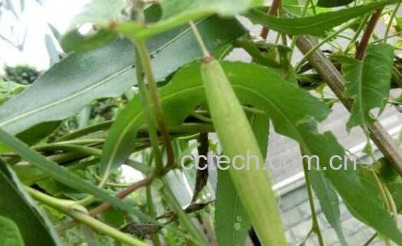 隔山消的功效与作用及药用价值-0