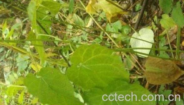 隔山消的功效与作用及药用价值-1