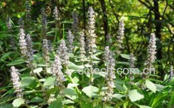 散瘀草的功效与作用及具体用法-0