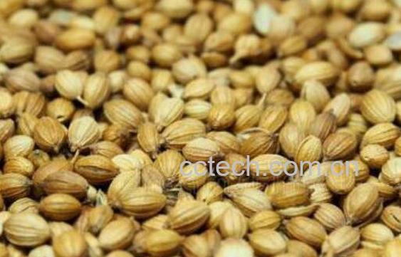 芫荽子的功效与作用及常见用法-0