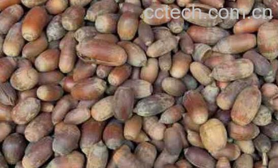 猪仔笠的功效作用与药用价值-1