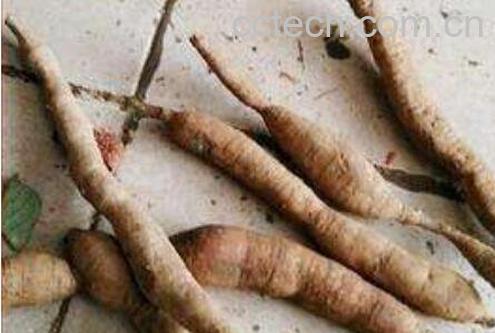 猪仔笠的功效作用与药用价值-0