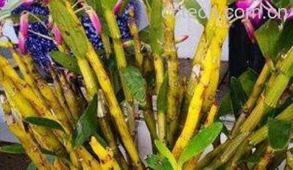 金钗石斛的种植技巧 金钗石斛怎么养-1