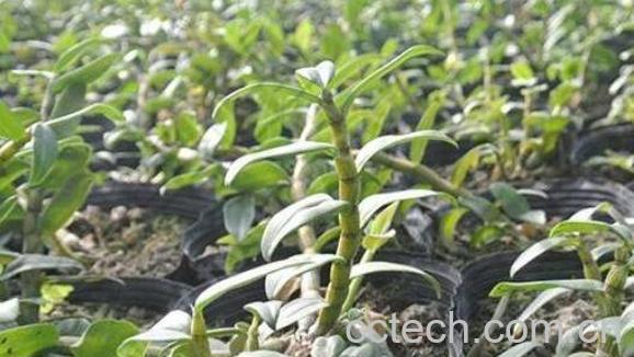 金钗石斛的种植技巧 金钗石斛怎么养-0