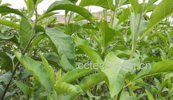 南非叶的功效与作用及食用方法-0