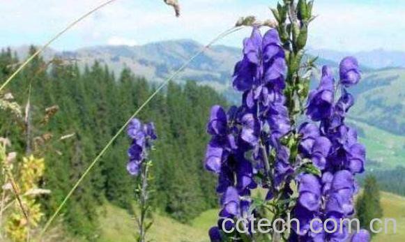 大草乌的功效与作用-0