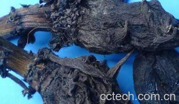 大草乌的功效与作用-1