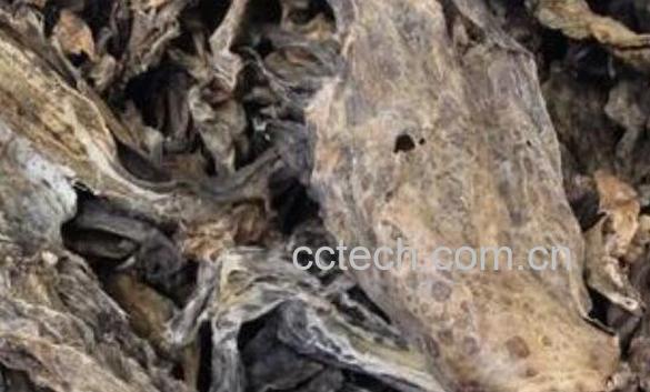 干蟾的功效与作用及药用价值-1