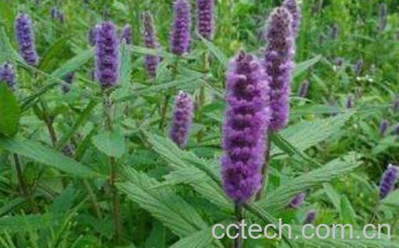 香薷草的功效与作用-1