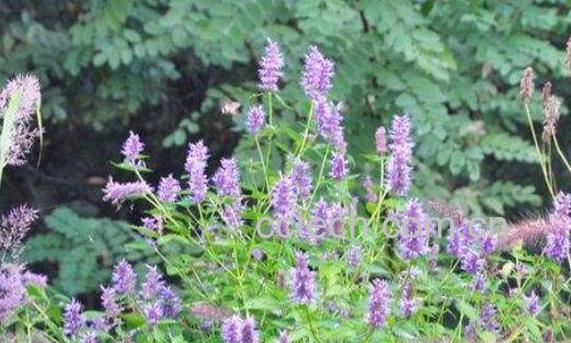 香薷草的功效与作用-0