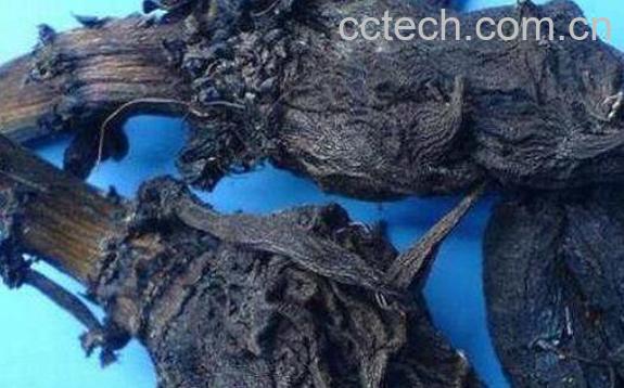 制草乌的功效与作用及禁忌-0