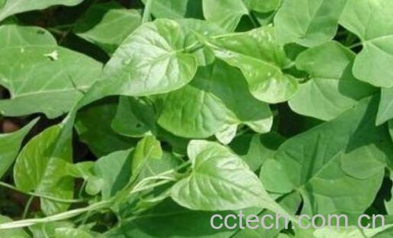 何首乌怎么养 何首乌的养殖方法和注意事项-0