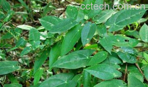 何首乌怎么养 何首乌的养殖方法和注意事项-1