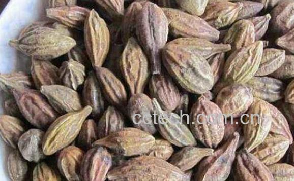 诃子肉的功效与作用-0