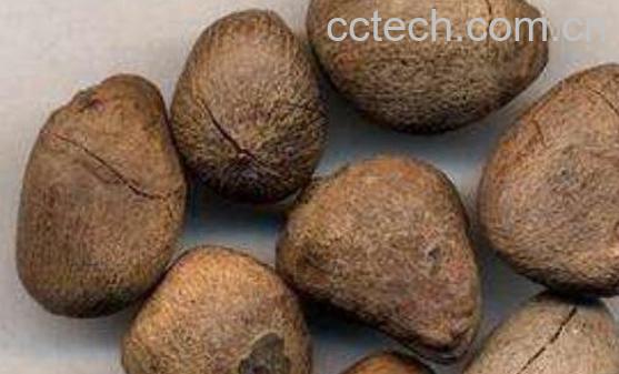 大枫子的功效与作用及药用价值-0