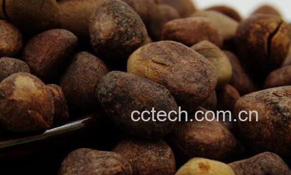 大枫子的功效与作用及药用价值-1