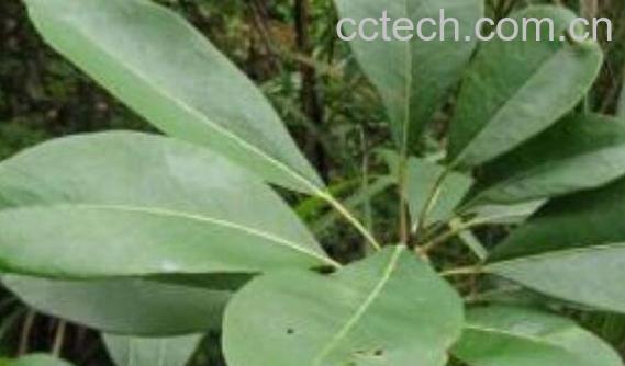 牛耳草的功效与作用-0