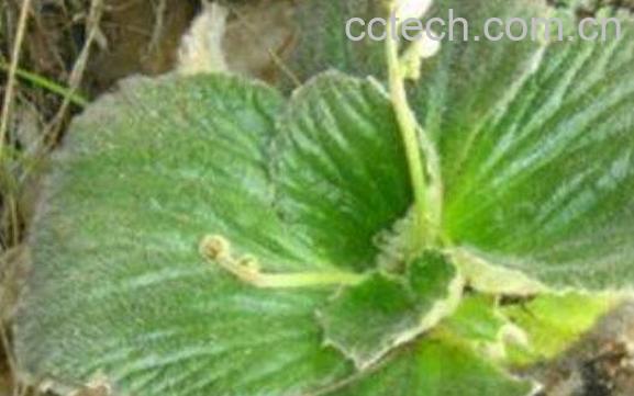 牛耳草的功效与作用-1