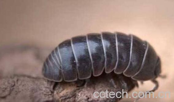 鼠妇虫的功效与作用 鼠妇虫的常见用法-0