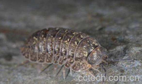 鼠妇虫的功效与作用 鼠妇虫的常见用法-1