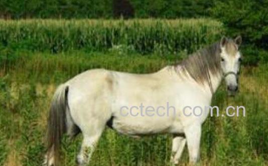 白马阴茎的功效与作用-0