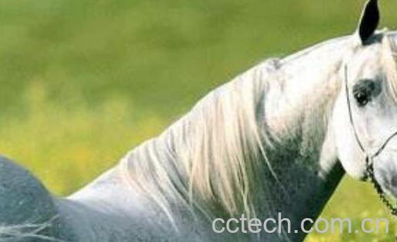 白马阴茎的功效与作用-1