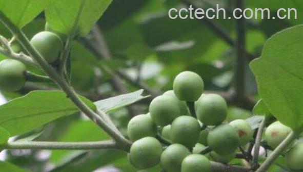 水茄的功效与作用及药用价值-0