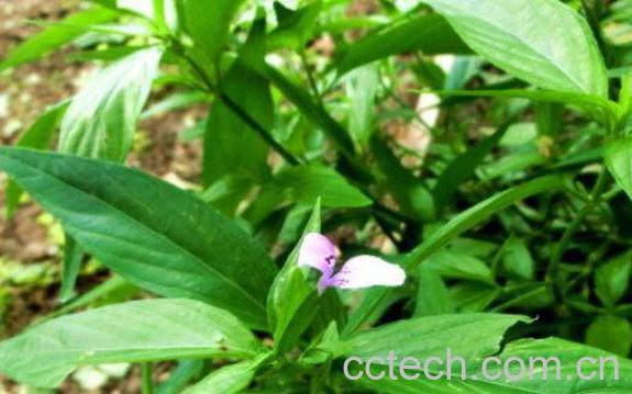 九头狮子草的功效与作用-0