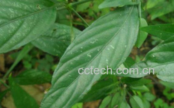 九头狮子草的功效与作用-1