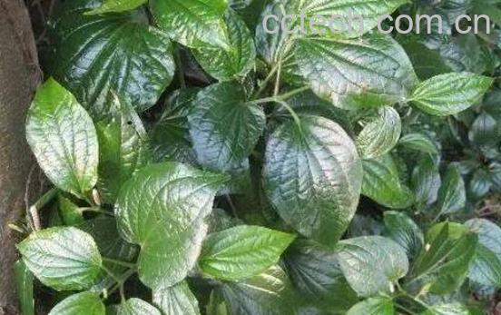 蒌叶的功效与作用及常见用法-1