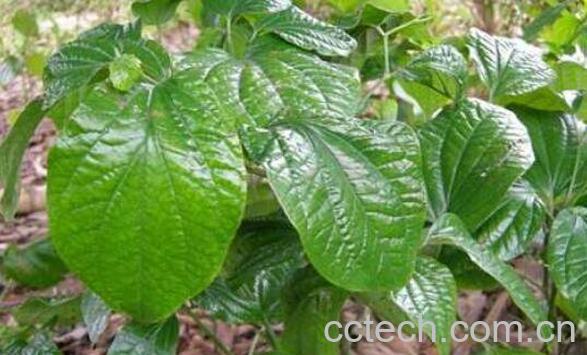 蒌叶的功效与作用及常见用法-0