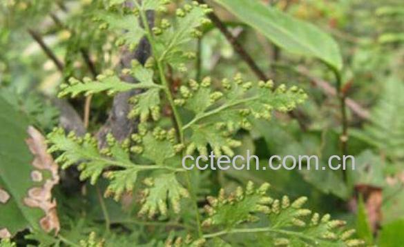 海金沙的功效与作用及食用方法-1