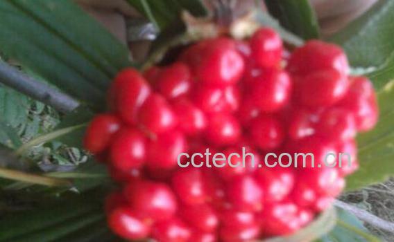 虫蝼的功效与作用-0