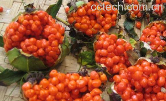 虫蝼的功效与作用-1