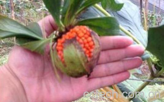 重楼如何食用 新鲜重楼食用方法-0