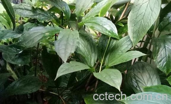 重楼如何食用 新鲜重楼食用方法-1